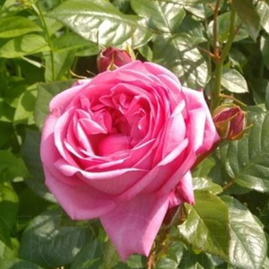 Rosa Romina® - roza - Nostalgična vrtnica